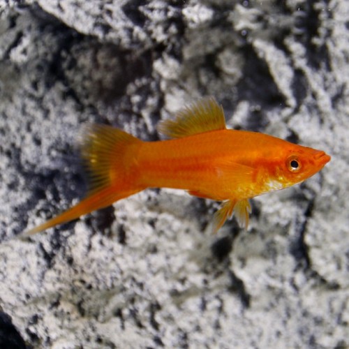 Xiph.helleri   Zwaarddrager rood ML